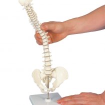 3B Scientific Mini Spinal Column, Flexible Mounted, on Removable Base + free anatomy software - 3B Smart Anatomy, Miniature, A18/21