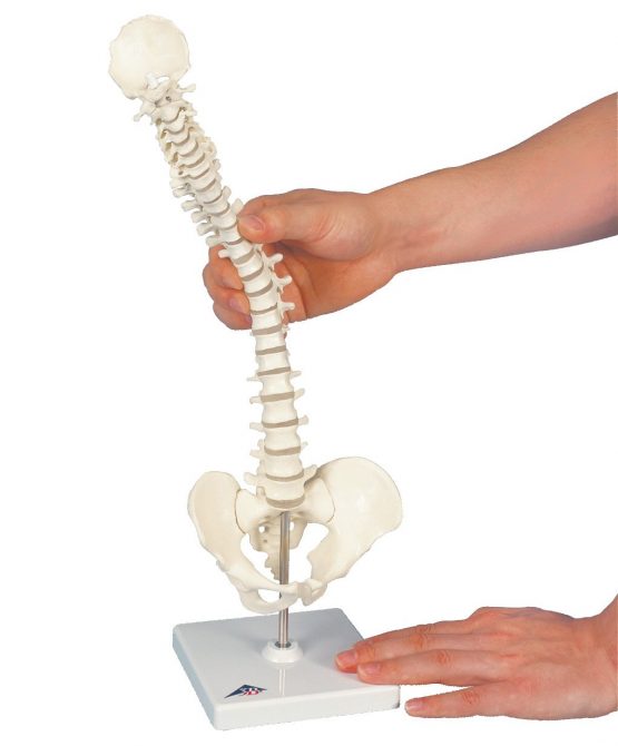 3B Scientific Mini Spinal Column, Flexible Mounted, on Removable Base + free anatomy software - 3B Smart Anatomy, Miniature, A18/21
