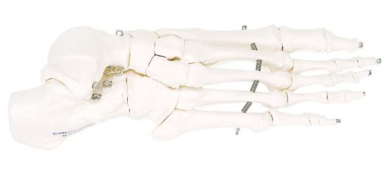 3B Scientific A30 Foot Skeleton Model + free anatomy software - 3B Smart Anatomy