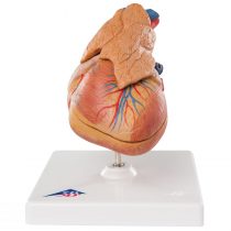 3B Scientific Human Anatomy - Classic Heart Model with Thymus, 3 Part + free anatomy software - 3B Smart Anatomy G08/1