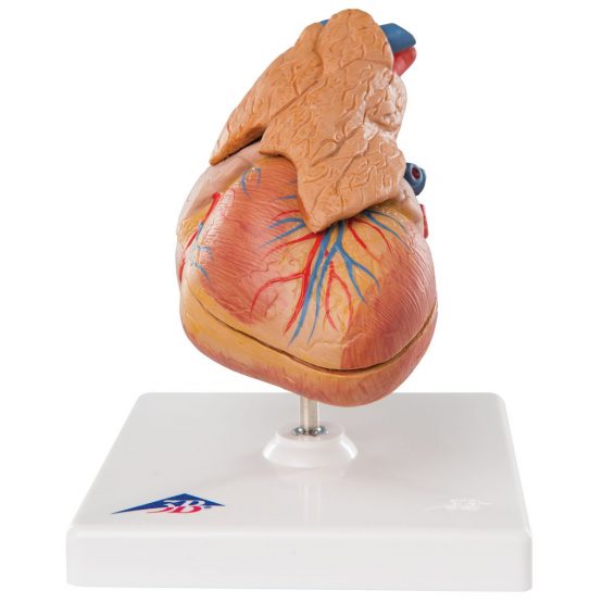3B Scientific Human Anatomy - Classic Heart Model with Thymus, 3 Part + free anatomy software - 3B Smart Anatomy G08/1