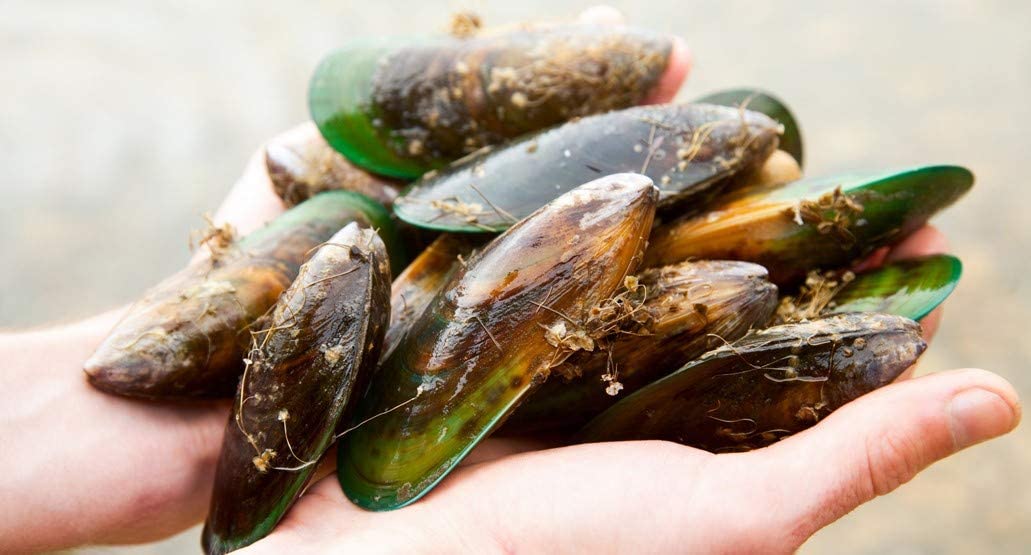 Pernaton Green Lipped Mussel Gel for Joint Massage, 1000ml - Image 3