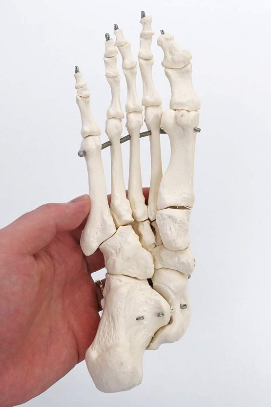 3B Scientific A30 Foot Skeleton Model + free anatomy software - 3B Smart Anatomy - Image 3