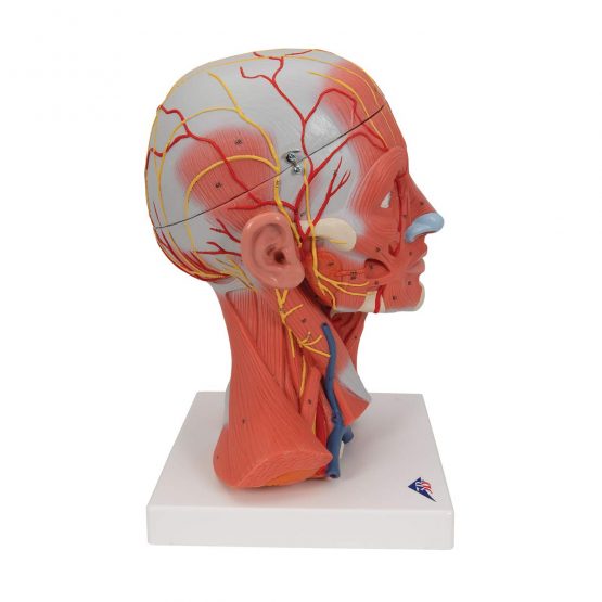 3B Scientific C05 Head and Neck Musculature, 5 Part + free anatomy software - 3B Smart Anatomy - Image 2