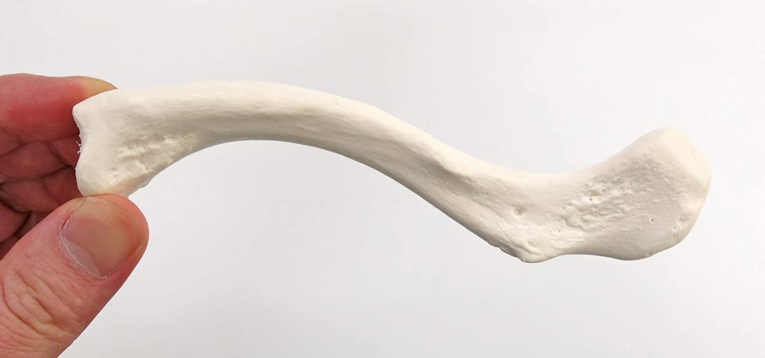 3B Scientific A45/5 Clavicle Model + free Anatomy App - 3B Smart Anatomy - Image 3