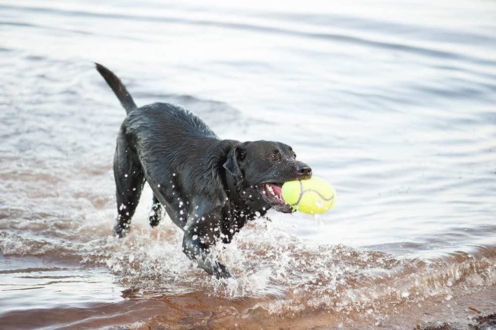 KONG - AirDog Squeaker Football - Squeaky Bounce and Fetch Toy, Tennis Ball Material - For Large Dogs, Yellow - Image 2