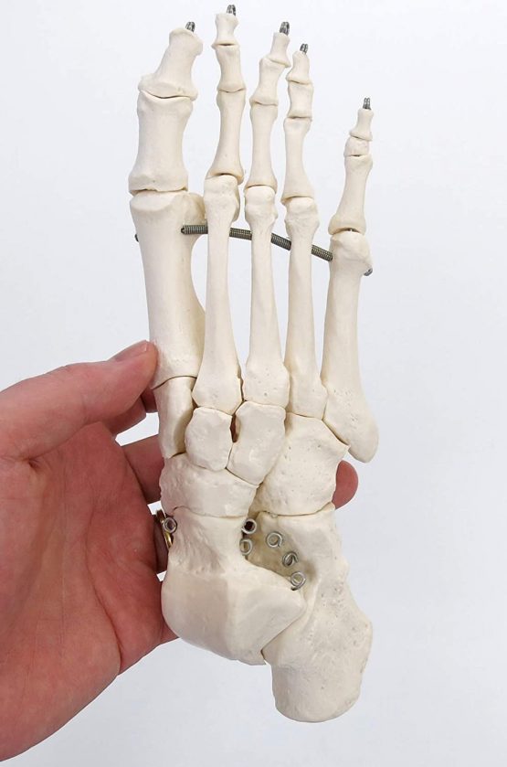 3B Scientific A30 Foot Skeleton Model + free anatomy software - 3B Smart Anatomy - Image 2