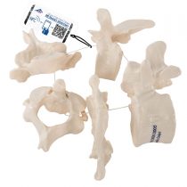 3B Scientific 5 Vertebrae + free anatomy software - 3B Smart Anatomy, A75/1