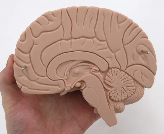 3B Scientific C15/1 Introductory Brain Model, 2 Part + free anatomy software - 3B Smart Anatomy - Image 2