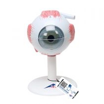 3B Scientific Eye 3 Times Full Size 6 Part + free anatomy software - 3B Smart Anatomy F15