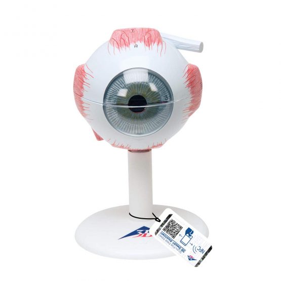 3B Scientific Eye 3 Times Full Size 6 Part + free anatomy software - 3B Smart Anatomy F15