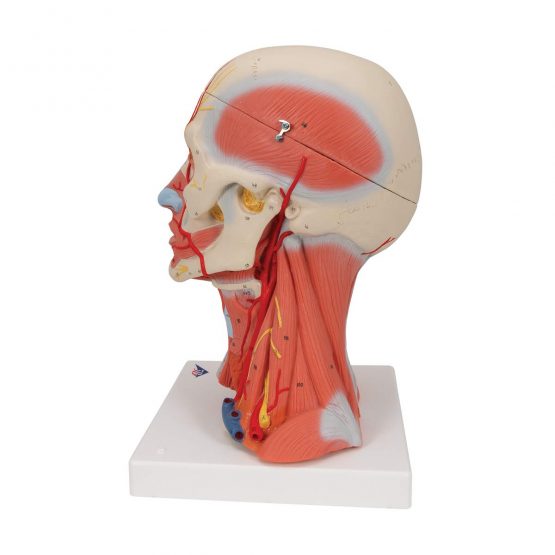 3B Scientific C05 Head and Neck Musculature, 5 Part + free anatomy software - 3B Smart Anatomy - Image 4