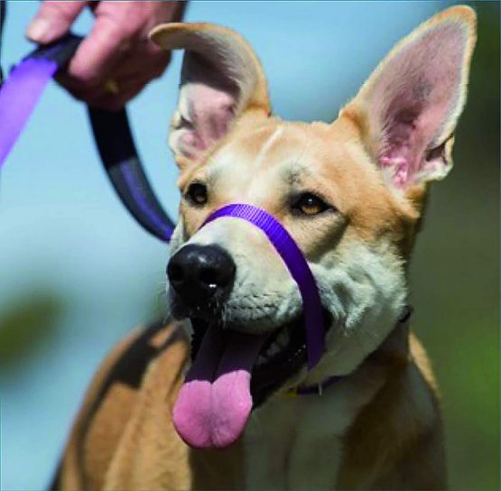 Canny Collar - The Collar For Dog Training And Walking, Simple And Effective Help With Dog Training And Helps To Stop Dogs From Pulling On The Lead, Head Collar For Dog Walking - Purple (Size 3) - Image 2