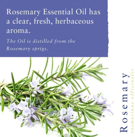 Absolute Aromas Rosemary Essential Oil 10ml - 100% Pure, Natural, Undiluted, Cruelty Free and Vegan – for use in Aromatherapy, Diffusers, Hair Care and Skincare - Image 3