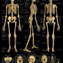 Human Skeleton Anatomy 100 x 70 cm Medical '/(' Medium
