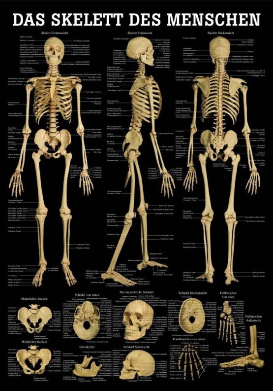 Human Skeleton Anatomy 100 x 70 cm Medical '/(' Medium