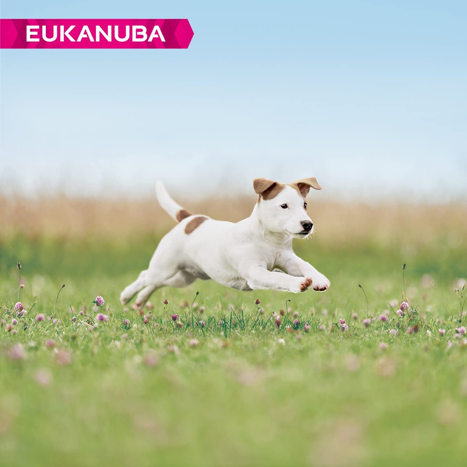 Eukanuba Complete Dry Dog Food for Puppy Small Breeds with Fresh Chicken 3 kg, black, 3 kg (Pack of 1) - Image 3