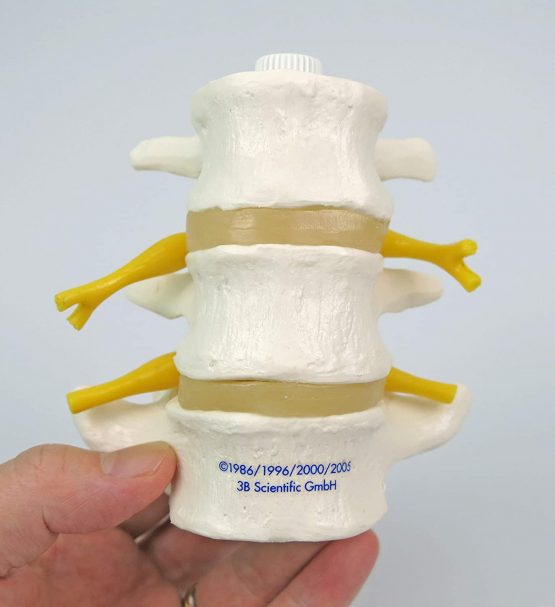 3B Scientific A76/8 3 Lumbar Vertebrae Flexibly Mounted + free anatomy software - 3B Smart Anatomy - Image 2