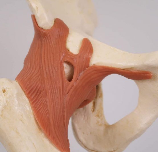 3B Scientific A81/1 Deluxe Functional Hip Joint Model + free anatomy software - 3B Smart Anatomy - Image 4