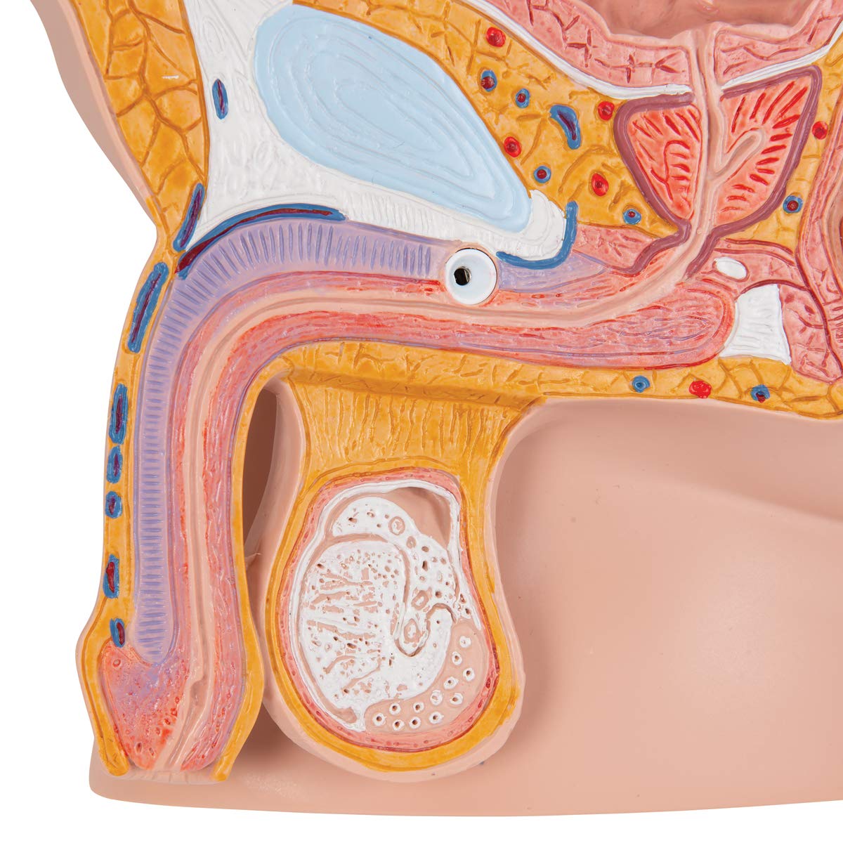 3B Scientific H11 Male Pelvis, 2 Part + free Anatomy App - 3B Smart Anatomy - Image 4