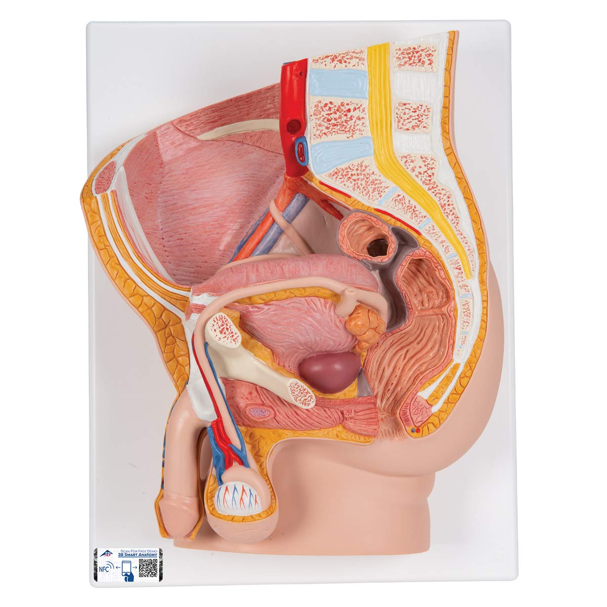 3B Scientific H11 Male Pelvis, 2 Part + free Anatomy App - 3B Smart Anatomy