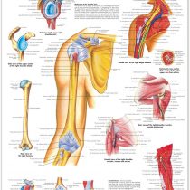 3B Scientific Shoulder and Elbow Chart, VR1170UU