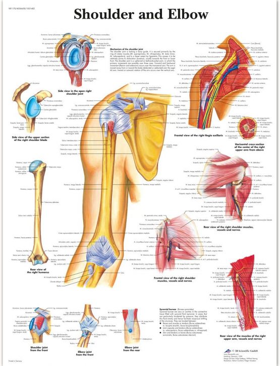3B Scientific Shoulder and Elbow Chart, VR1170UU