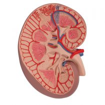 3B Scientific K09 Basic Kidney Section, 3 Times Full-Size + free anatomy software - 3B Smart Anatomy