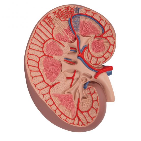 3B Scientific K09 Basic Kidney Section, 3 Times Full-Size + free anatomy software - 3B Smart Anatomy
