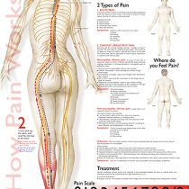 Understanding Pain Anatomical Chart