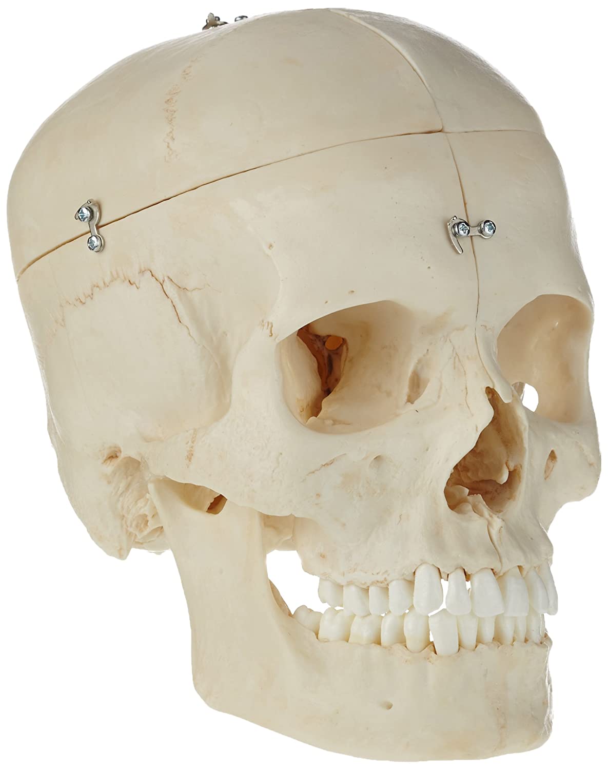 3B Scientific A281 Bonelike Human Bony Skull Model, 6 Part + free anatomy software - 3B Smart Anatomy - Image 2