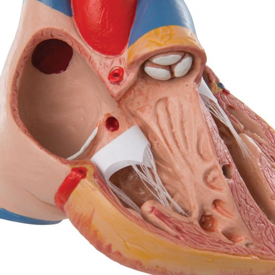 3B Scientific Human Anatomy - Classic Heart Model with Thymus, 3 Part + free anatomy software - 3B Smart Anatomy G08/1 - Image 3