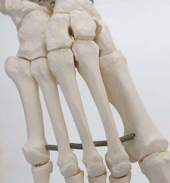 3B Scientific A30 Foot Skeleton Model + free anatomy software - 3B Smart Anatomy - Image 4