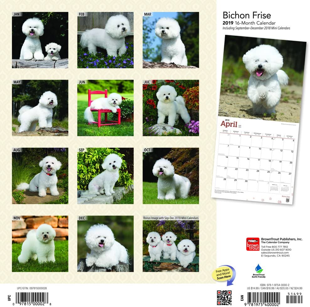 Bichon Frise 2019 Square Wall Calendar – BigaMart