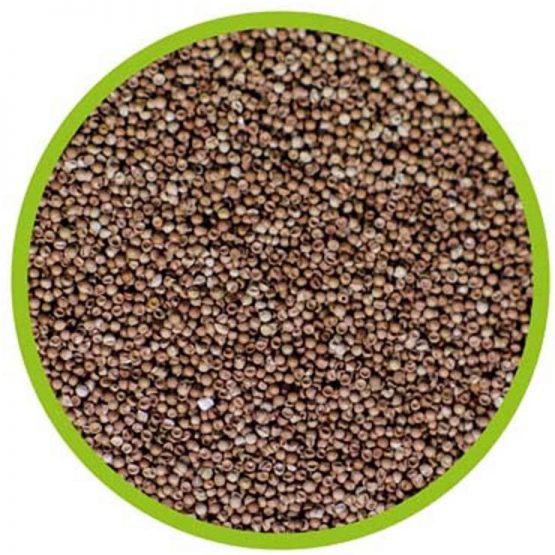 Hobby Artemia Eggs - Image 2