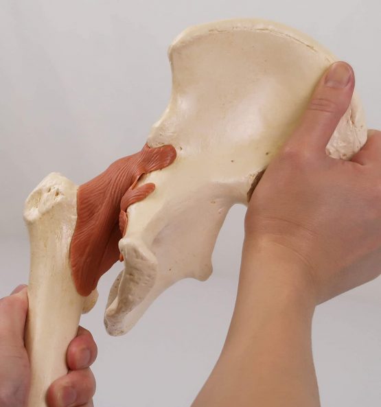 3B Scientific A81/1 Deluxe Functional Hip Joint Model + free anatomy software - 3B Smart Anatomy - Image 2