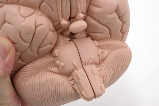 3B Scientific C15/1 Introductory Brain Model, 2 Part + free anatomy software - 3B Smart Anatomy - Image 4