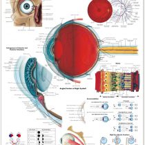 3B Scientific VR1226UU Human Anatomy - Human Eye Chart, Paper Version