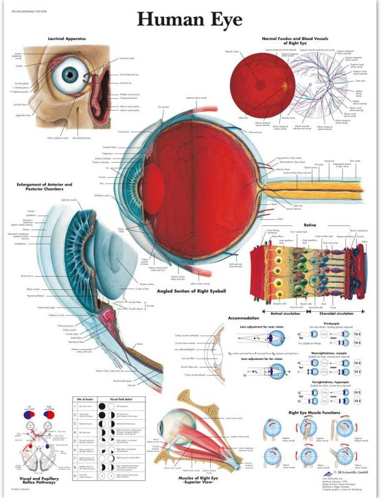 3B Scientific VR1226UU Human Anatomy - Human Eye Chart, Paper Version