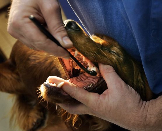 Petosan Dental Care Kit for Large Dogs - Image 3