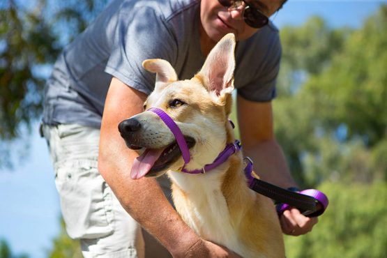 Canny Collar - The Collar For Dog Training And Walking, Simple And Effective Help With Dog Training And Helps To Stop Dogs From Pulling On The Lead, Head Collar For Dog Walking - Purple (Size 3) - Image 3