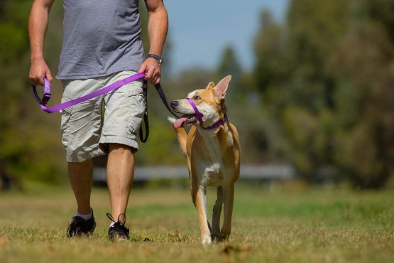 Canny Collar - The Collar For Dog Training And Walking, Simple And Effective Help With Dog Training And Helps To Stop Dogs From Pulling On The Lead, Head Collar For Dog Walking - Purple (Size 3) - Image 4