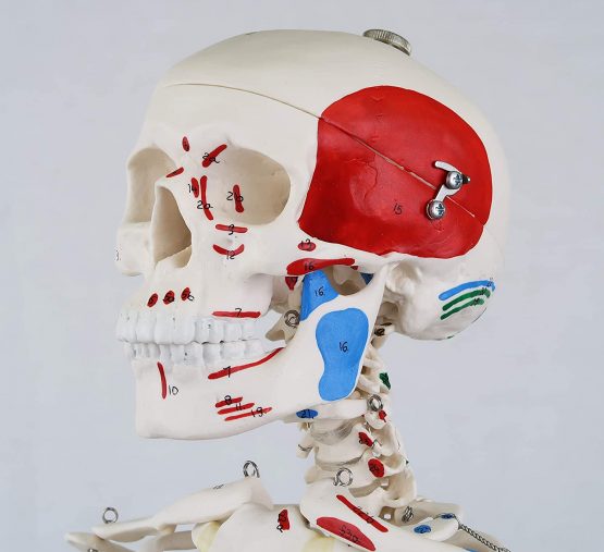 3B Scientific Mini Human Skeleton Model Shorty - with Painted Muscles, Pelvic Mounted on a Base A18/5 + free anatomy software - 3B Smart Anatomy - Image 2