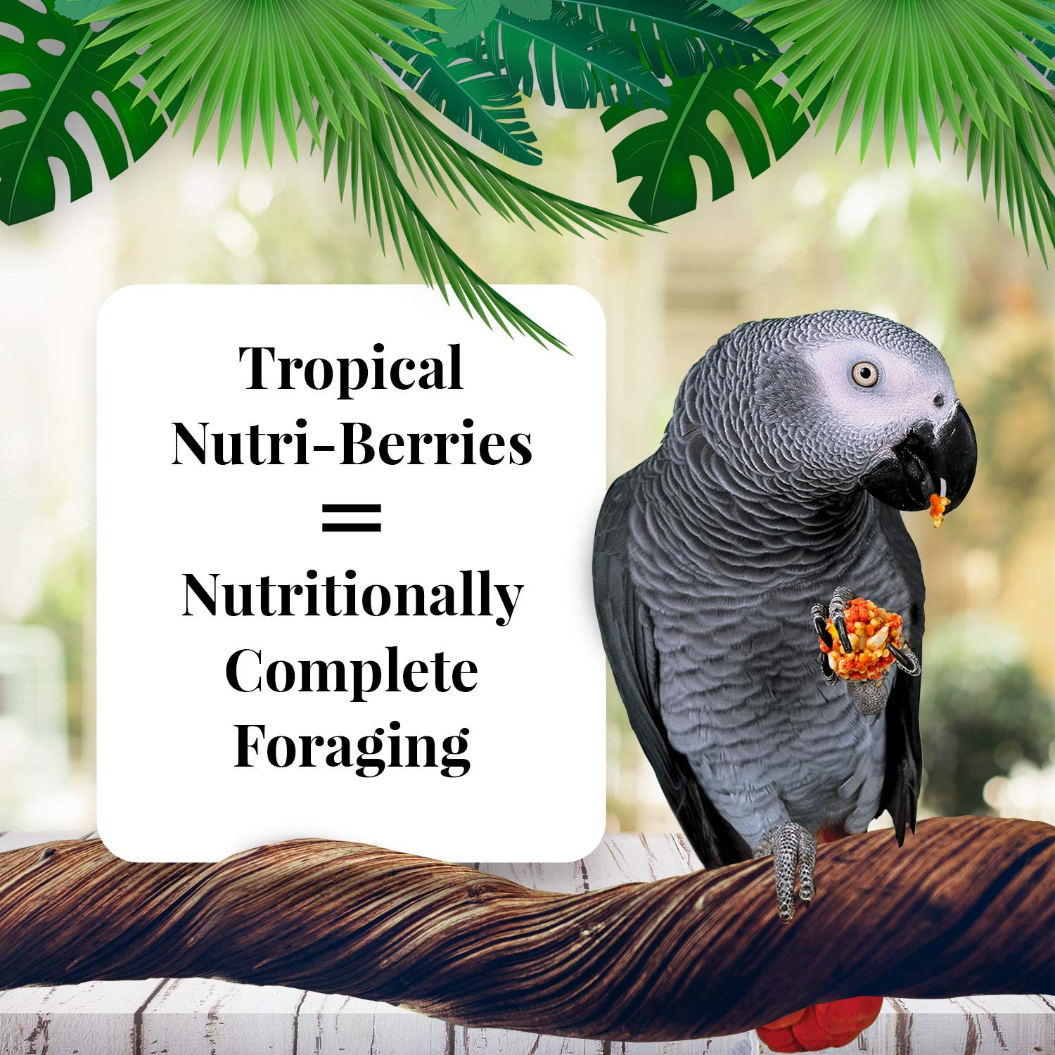 LAFEBER'S Tropical Fruit Nutri-Berries for Parrots 10-Ounce, 283.5 g (Pack of 1) - Image 3
