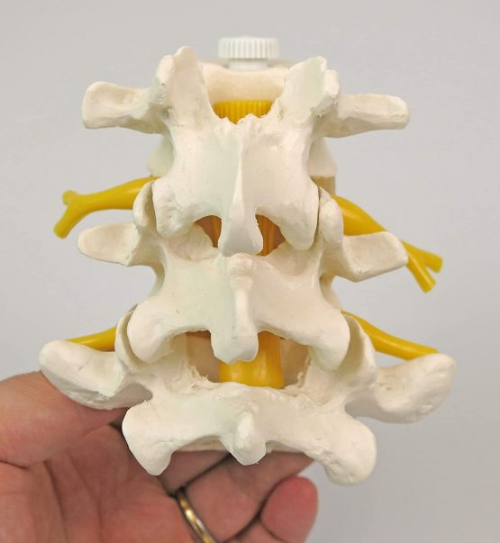 3B Scientific A76/8 3 Lumbar Vertebrae Flexibly Mounted + free anatomy software - 3B Smart Anatomy - Image 3
