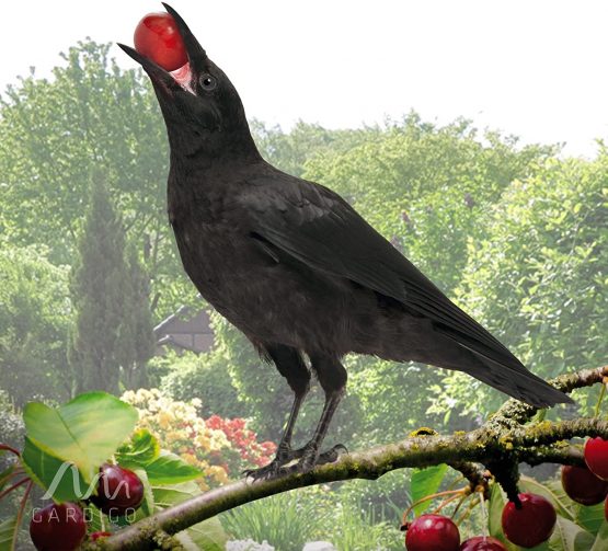 Gardigo electronic Scarecrow Solar Bird Repeller by Ultrasound animalfriendly deterrent of birds on your ground - Image 4