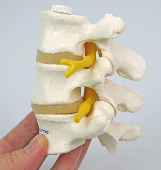 3B Scientific A76/8 3 Lumbar Vertebrae Flexibly Mounted + free anatomy software - 3B Smart Anatomy - Image 4