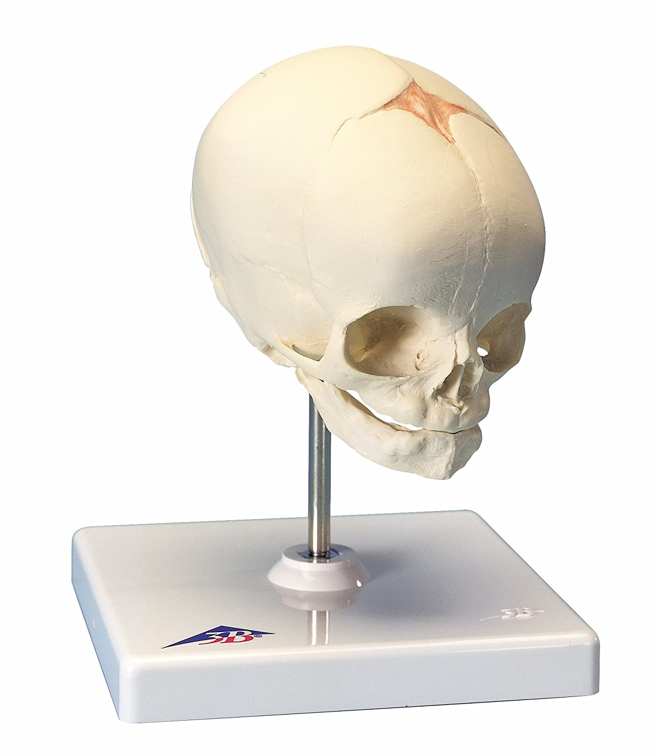 3B Scientific A26 Foetal Skull Model, Natural Cast, 30th Week Of Pregnancy, On Stand + free Anatomy App - 3B Smart Anatomy