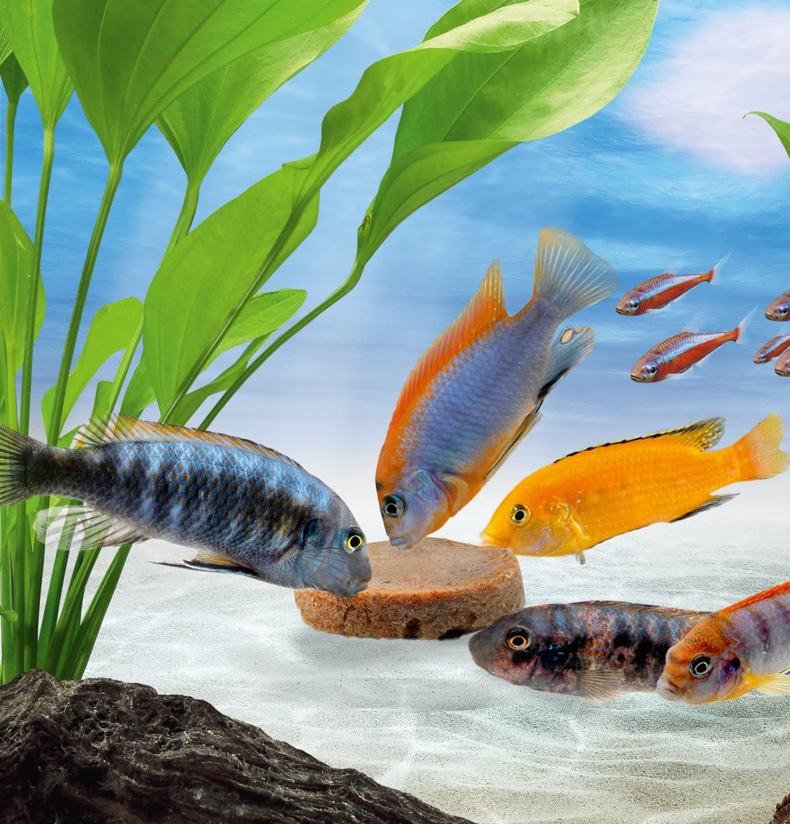 Tetra Goldfish Holiday - Holiday food for all goldfish healthy nutrition for up to 14 days, 2 X 12 g gel food block - Image 4