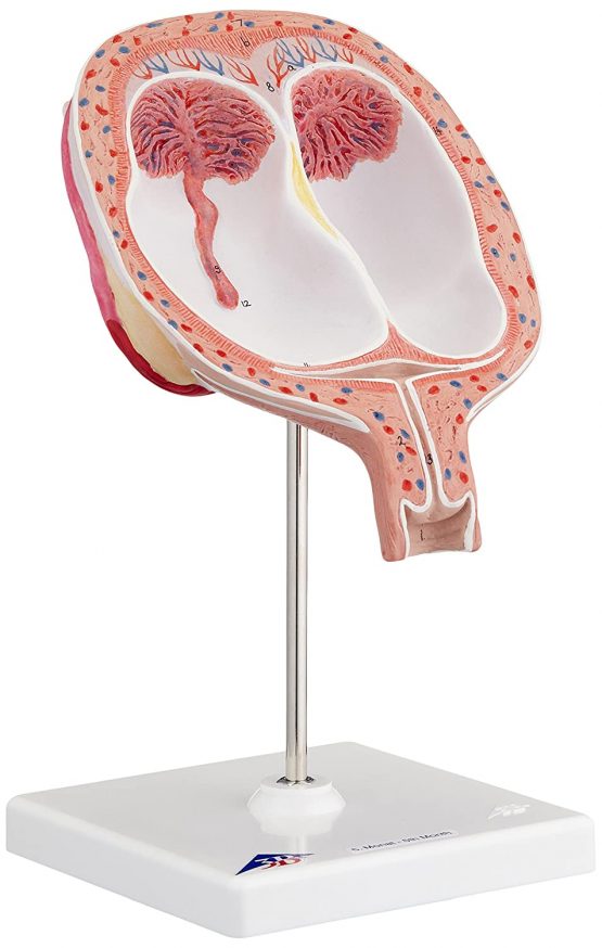 3B Scientific L10/7 5th Month Twin Foetuses', Normal Position + free anatomy software - 3B Smart Anatomy - Image 2